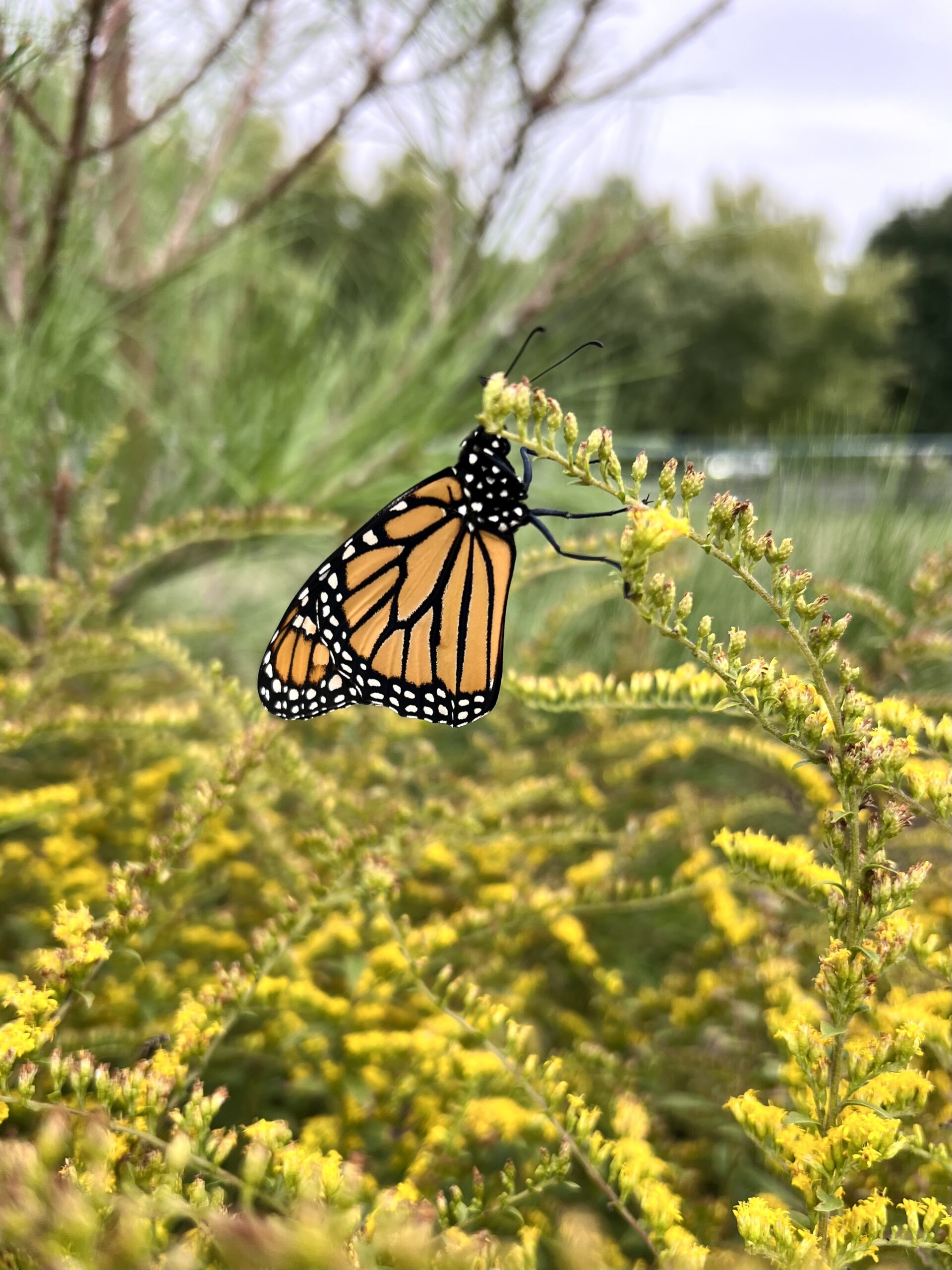golden rod monarch