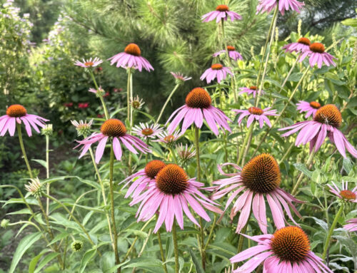 Big News: We’re Growing with Verdant! 🌿